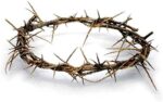 Authentic Biblical Lifesize 8" Crown of Thorns w/ Certificate