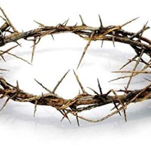 Authentic Biblical Lifesize 8" Crown of Thorns w/ Certificate