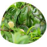 Share Original® cultured fermented Japanese apricot/plum (3-pc to taste) 30+months fermented, incl. description, Share Swiss Fermented