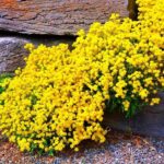 2000+ Mix Creeping Thyme Seeds Ground Cover for Planting - 4 Perennial Thyme Non-GMO Heirloom Blue, Purple, Red, Yellow Beautiful Flower