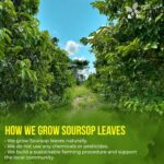 40 Premium Soursop Graviola Leaf Tea Bags, 100% Natural and Pure from Soursop Leaves, Handmade, Made With Natural Materials-Corn Fiber Tea Bag, Sugar/Caffeine/Gluten Free, Hoja Guanabana Tea