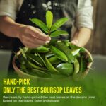 40 Premium Soursop Graviola Leaf Tea Bags, 100% Natural and Pure from Soursop Leaves, Handmade, Made With Natural Materials-Corn Fiber Tea Bag, Sugar/Caffeine/Gluten Free, Hoja Guanabana Tea