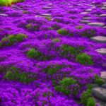 2000+ Mix Creeping Thyme Seeds Ground Cover for Planting - 4 Perennial Thyme Non-GMO Heirloom Blue, Purple, Red, Yellow Beautiful Flower