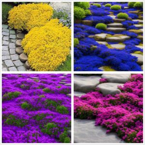 2000+ Mix Creeping Thyme Seeds Ground Cover for Planting - 4 Perennial Thyme Non-GMO Heirloom Blue, Purple, Red, Yellow Beautiful Flower